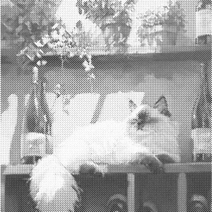 Huis kat | Dot painting